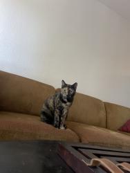 Lost Female Cat last seen Peppermill Ln, Pittsburg, CA 94565