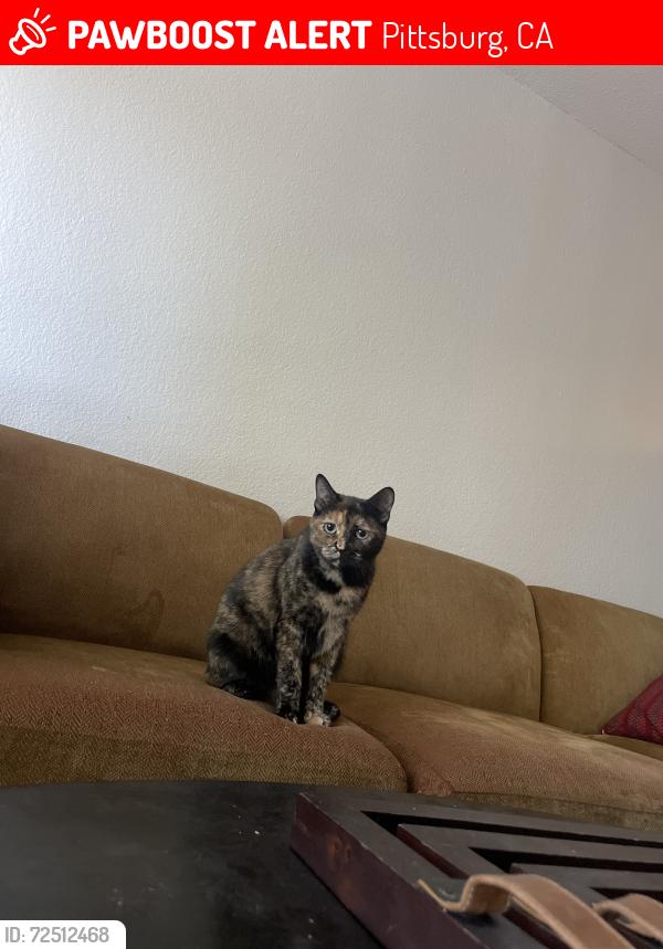 Lost Female Cat last seen Peppermill Ln, Pittsburg, CA 94565