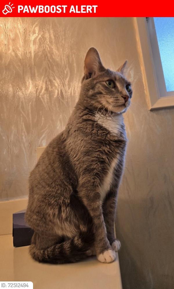 Lost Female Cat last seen Westwood Elementary School , Port Coquitlam, BC V3B 4N4