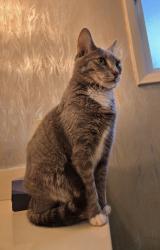 Lost Female Cat last seen Westwood Elementary School , Port Coquitlam, BC V3B 4N4