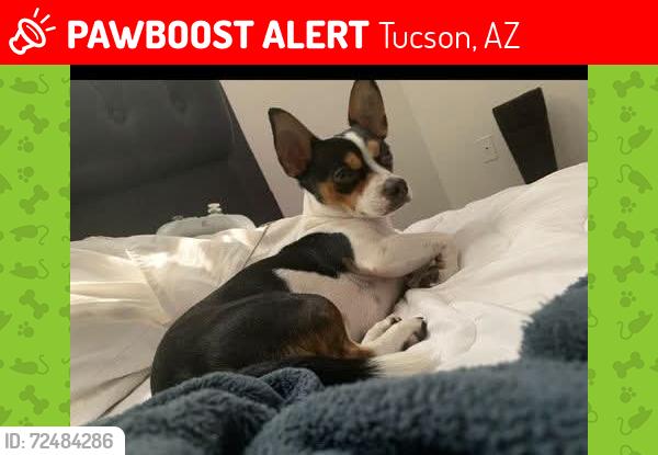 Lost Male Dog last seen Near e Broadway blvd, Tucson, AZ 85710