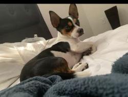 Lost Male Dog last seen Near e Broadway blvd, Tucson, AZ 85710
