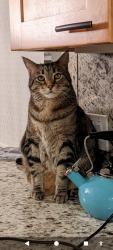 Lost Female Cat last seen Tujunga, CA, Los Angeles, CA 91040