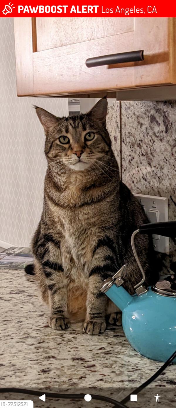 Lost Female Cat last seen Tujunga, CA, Los Angeles, CA 91040