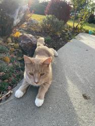 Reunited Male Cat last seen Near s. East of state street, midvale, Midvale, UT 84047