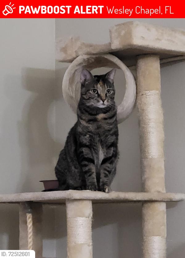 Lost Female Cat last seen Big sky Dr and county line rd, Wesley Chapel, FL 33543