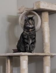 Lost Female Cat last seen Big sky Dr and county line rd, Wesley Chapel, FL 33543