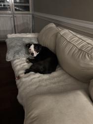 Reunited Female Dog last seen Rhame road, Richland County, SC 29229