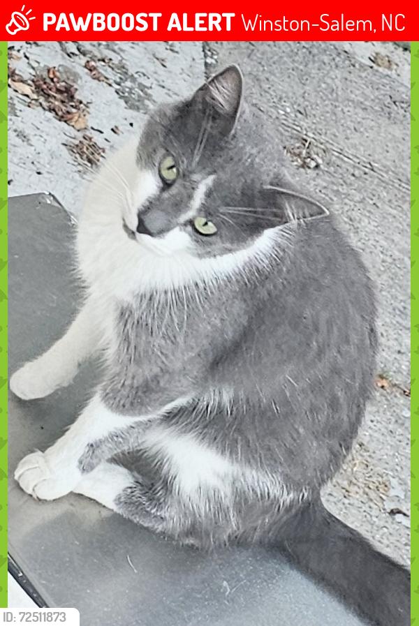 Lost Male Cat last seen Peter creek , sedgewick st, Winston-Salem, NC 27127