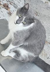 Lost Male Cat last seen Peter creek , sedgewick st, Winston-Salem, NC 27127