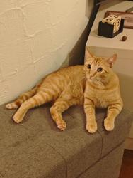 Lost Male Cat last seen Na rua do CAPS INFANTIL 2, Jardim Santa Adelaide, SP 13208-270