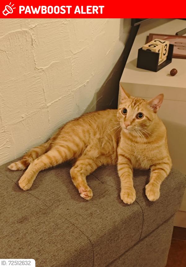 Lost Male Cat last seen Na rua do CAPS INFANTIL 2, Jardim Santa Adelaide, SP 13208-270