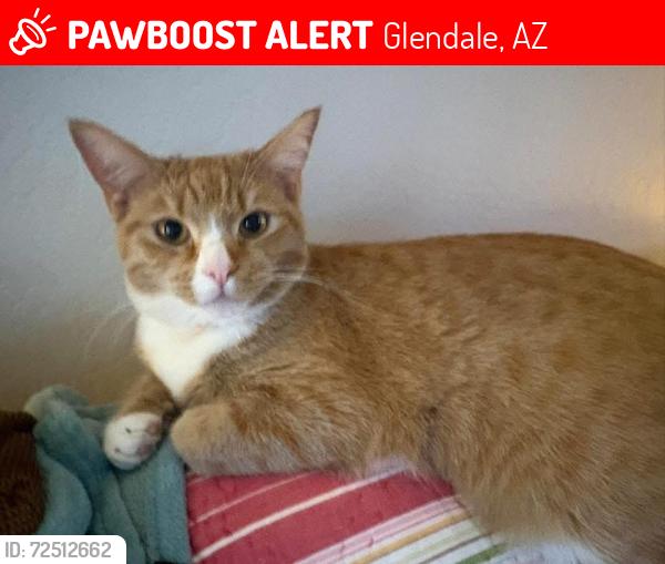 Lost Male Cat last seen 39th Ave and Lone Cactus Dr, Glendale, AZ 85308