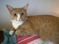 Lost Male Cat last seen 39th Ave and Lone Cactus Dr, Glendale, AZ 85308
