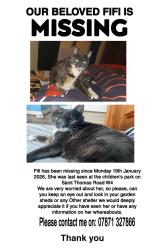 Lost Female Cat last seen Chiswick, Chiswick, England W4 3LQ