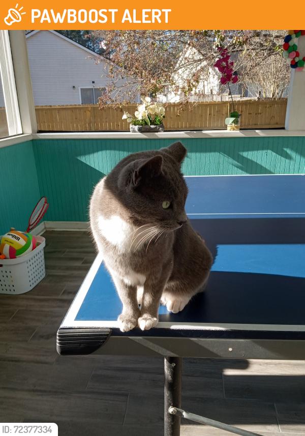 Found/Stray Male Cat last seen Near Old london , North Charleston, SC 29406