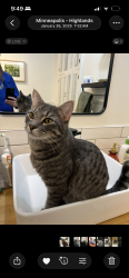 Lost Male Cat last seen Ayrshire Blvd & Vernon Ave, Edina, MN 55436