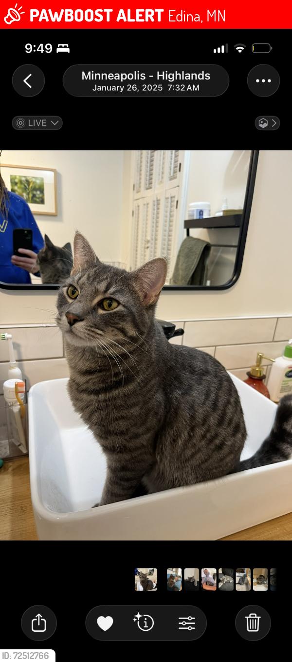 Lost Male Cat last seen Ayrshire Blvd & Vernon Ave, Edina, MN 55436