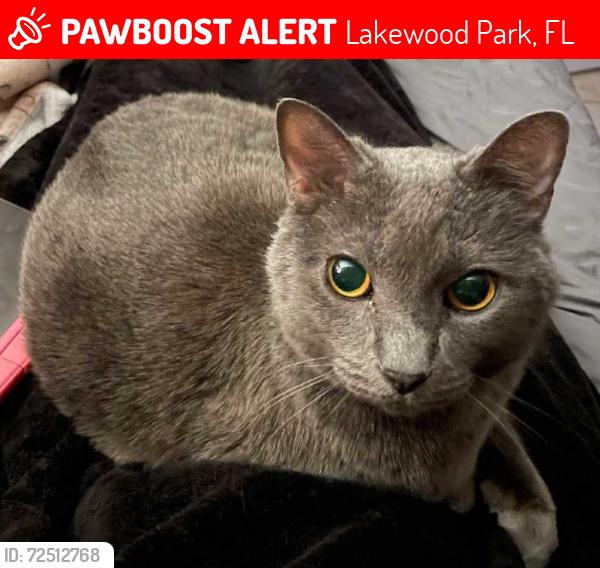 Lost Male Cat last seen Kings & Imperial Way, Lakewood Park, FL 34951