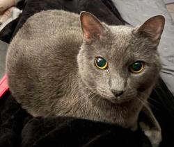 Lost Male Cat last seen Kings & Imperial Way, Lakewood Park, FL 34951
