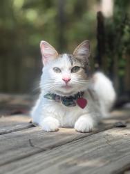 Lost Female Cat last seen Near Buena vista drive, Daphne, Daphne, AL 36526