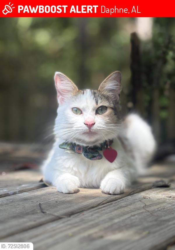 Lost Female Cat last seen Near Buena vista drive, Daphne, Daphne, AL 36526