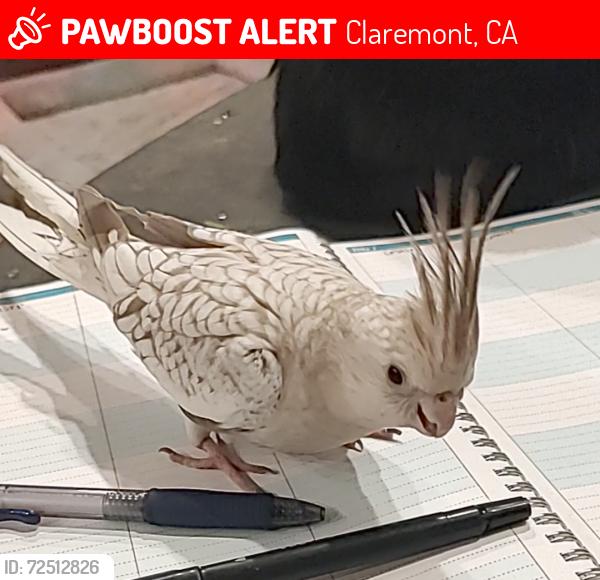 Lost Female Bird last seen Baseline and Towne, Claremont, CA 91711