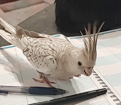 Lost Female Bird last seen Baseline and Towne, Claremont, CA 91711