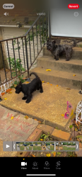 Lost Male Dog last seen Trampe ave and criterion , Spanish Lake, MO 63138