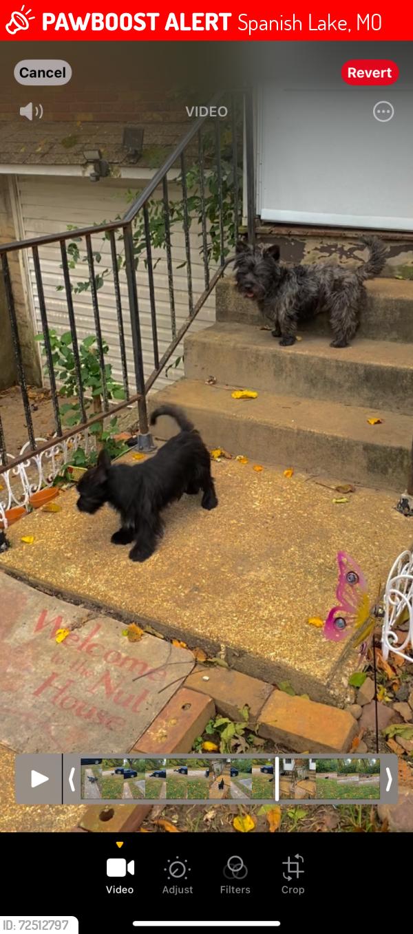 Lost Male Dog last seen Trampe ave and criterion , Spanish Lake, MO 63138