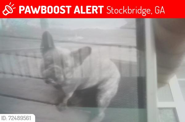 Lost Male Dog last seen  Agape Wholistic Life Changing Church, Stockbridge, GA 30281
