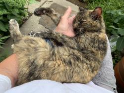 Lost Female Cat last seen Cumberland Woods Addition , Fishers, IN 46037