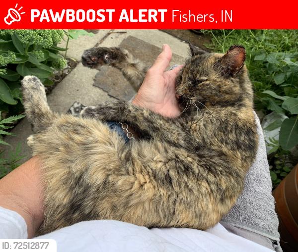 Lost Female Cat last seen Cumberland Woods Addition , Fishers, IN 46037