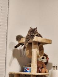 Lost Female Cat last seen Polo ranch , Fulshear, TX 77441