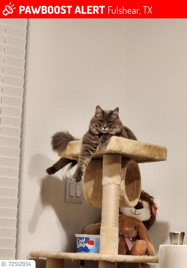 Lost Female Cat last seen Polo ranch , Fulshear, TX 77441