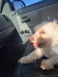 Lost Male Dog last seen Boulder highway /Tropicana , Las Vegas, NV 89122