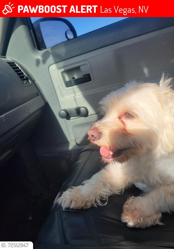 Lost Male Dog last seen Boulder highway /Tropicana , Las Vegas, NV 89122