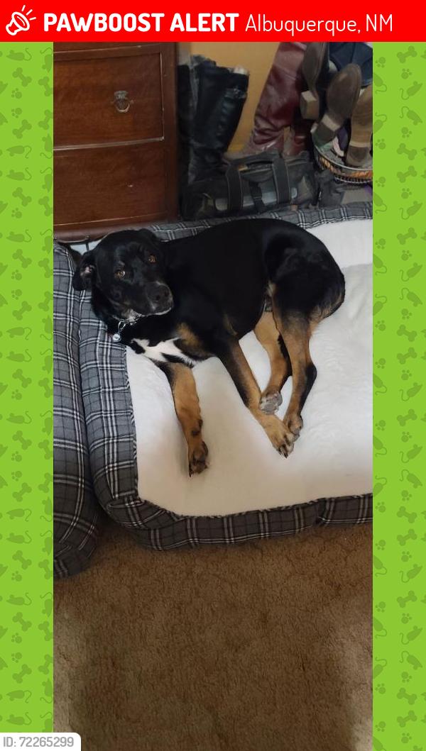 Lost Male Dog last seen Constitution/Monroe NE, Albuquerque, NM 87110