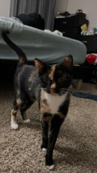 Lost Female Cat last seen Boulders Parkway , Richmond, VA 23225