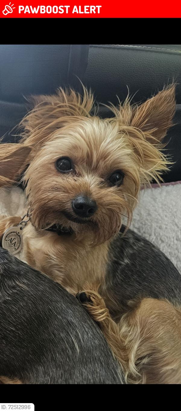 Lost Male Dog last seen On the hill street , Spring Township, PA 16823