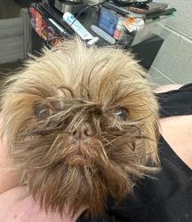 Reunited Male Dog last seen Amhurst Ridge Mobile s, Knoxville, TN 37909