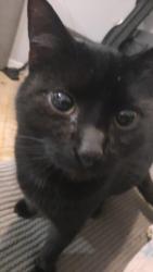 Lost Male Cat last seen Eastfield , West Midlands, England WV1
