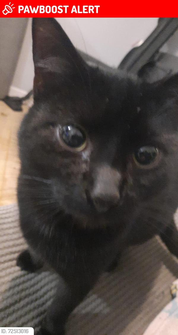 Lost Male Cat last seen Eastfield , West Midlands, England WV1
