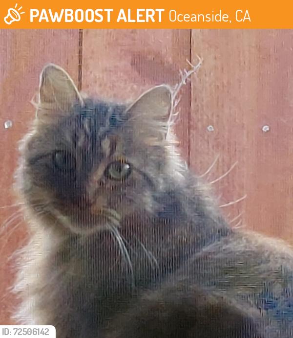 Found/Stray Unknown Cat last seen Stewart and Whaley, Oceanside, CA 92054