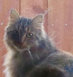 Found/Stray Unknown Cat last seen Stewart and Whaley, Oceanside, CA 92054