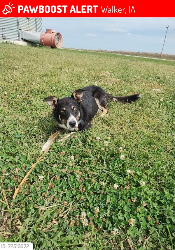 Lost Female Dog last seen 32nd Ave and 52 nd St , Walker, IA 52352