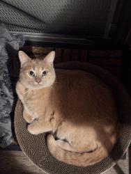 Lost Male Cat last seen Valley Blvd, Hemlok, Fontana, Fontana, CA 92334