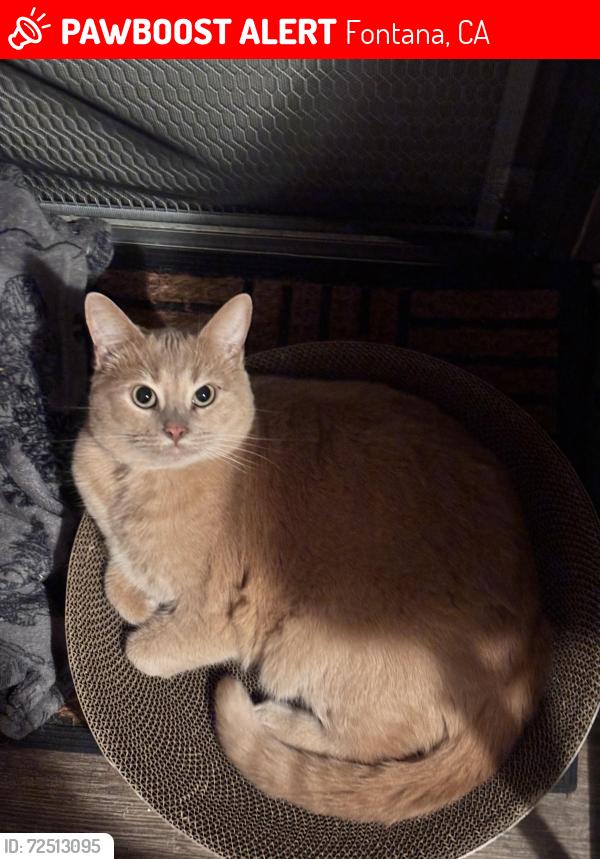 Lost Male Cat last seen Valley Blvd, Hemlok, Fontana, Fontana, CA 92334