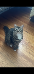 Lost Male Cat last seen Near 746 N Willow Ave, Rialto, CA 92376, Rialto, CA 92376