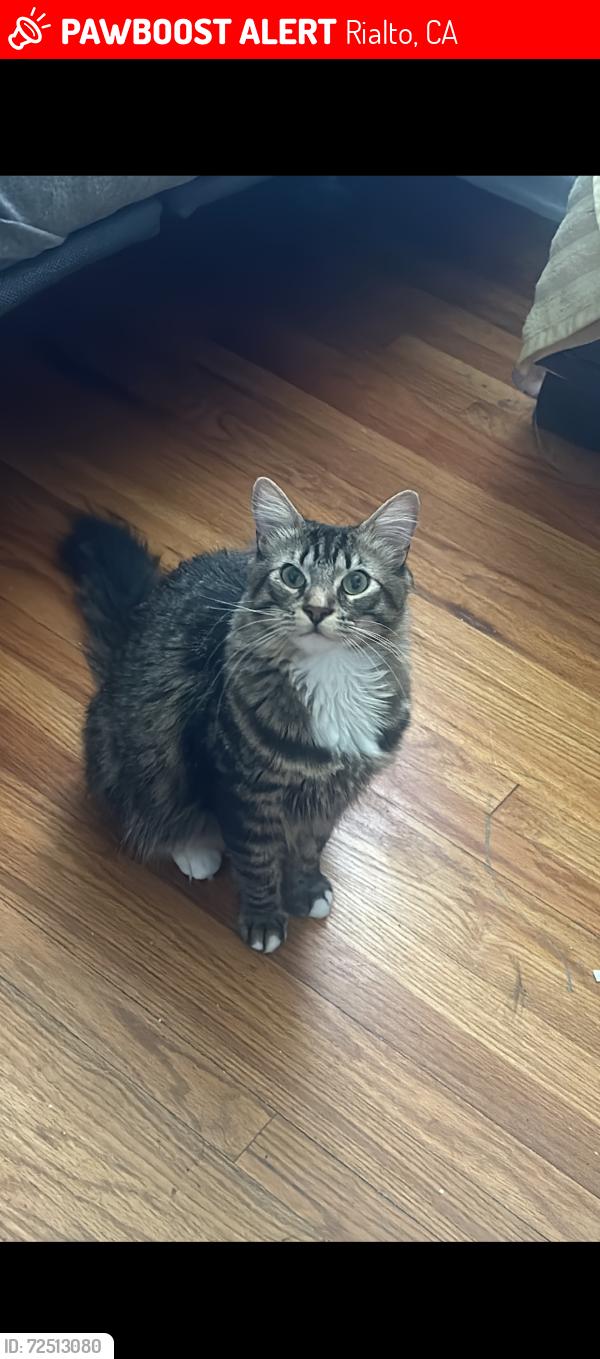 Lost Male Cat last seen Near 746 N Willow Ave, Rialto, CA 92376, Rialto, CA 92376